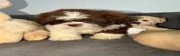Shih Tzu dogs for sale: Shih Tzu 3 Felix - Ad 5