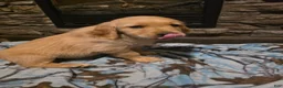 Golden Retriever dogs for sale: Tator Tot - Ad 4