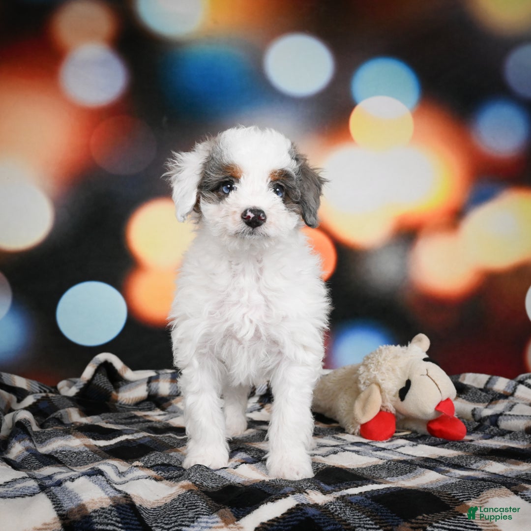 Mini Bernedoodle dogs for sale: Gunner - Ad 8
