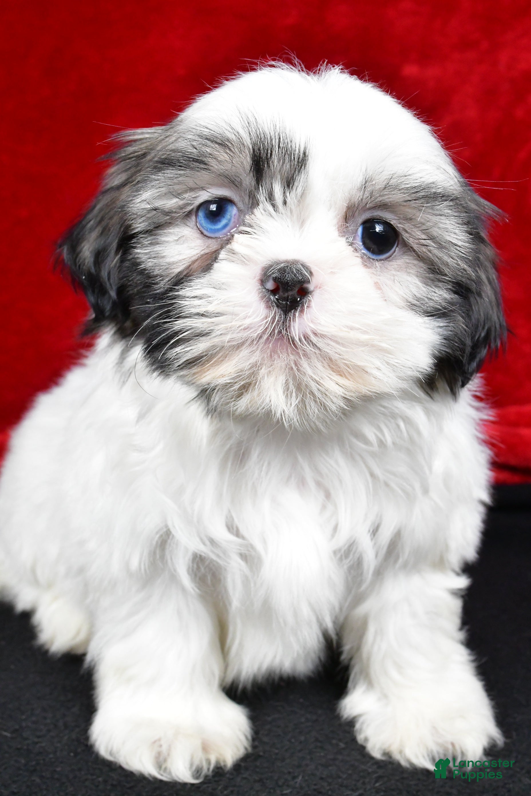Shih Tzu dogs Debby - Ad 21