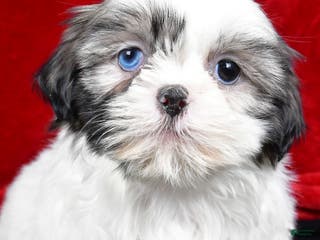 Shih Tzu dogs Debby - Ad 21