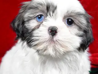 Shih Tzu dogs Debby - Ad 42
