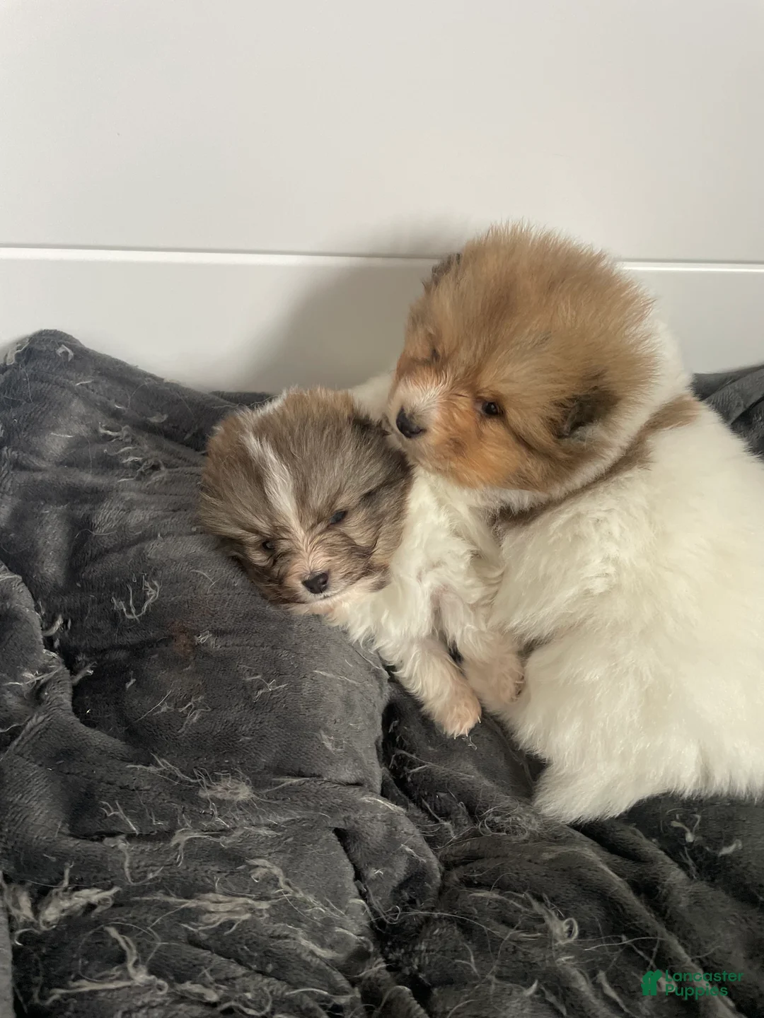 Shetland Sheepdog dogs for sale: Shetland Sheepdog Puppy 2 - Ad 1