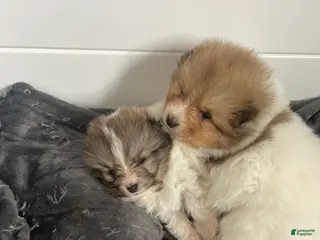 Shetland Sheepdog dogs Shetland Sheepdog Puppy 2 - Ad 27