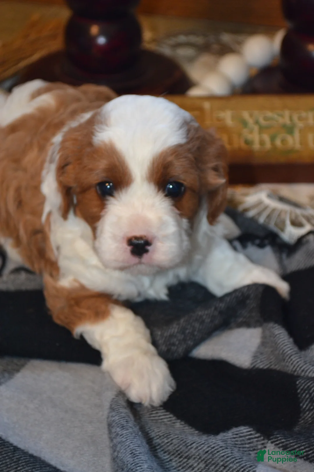 Cavapoo dogs for sale: Karlo - Ad 2