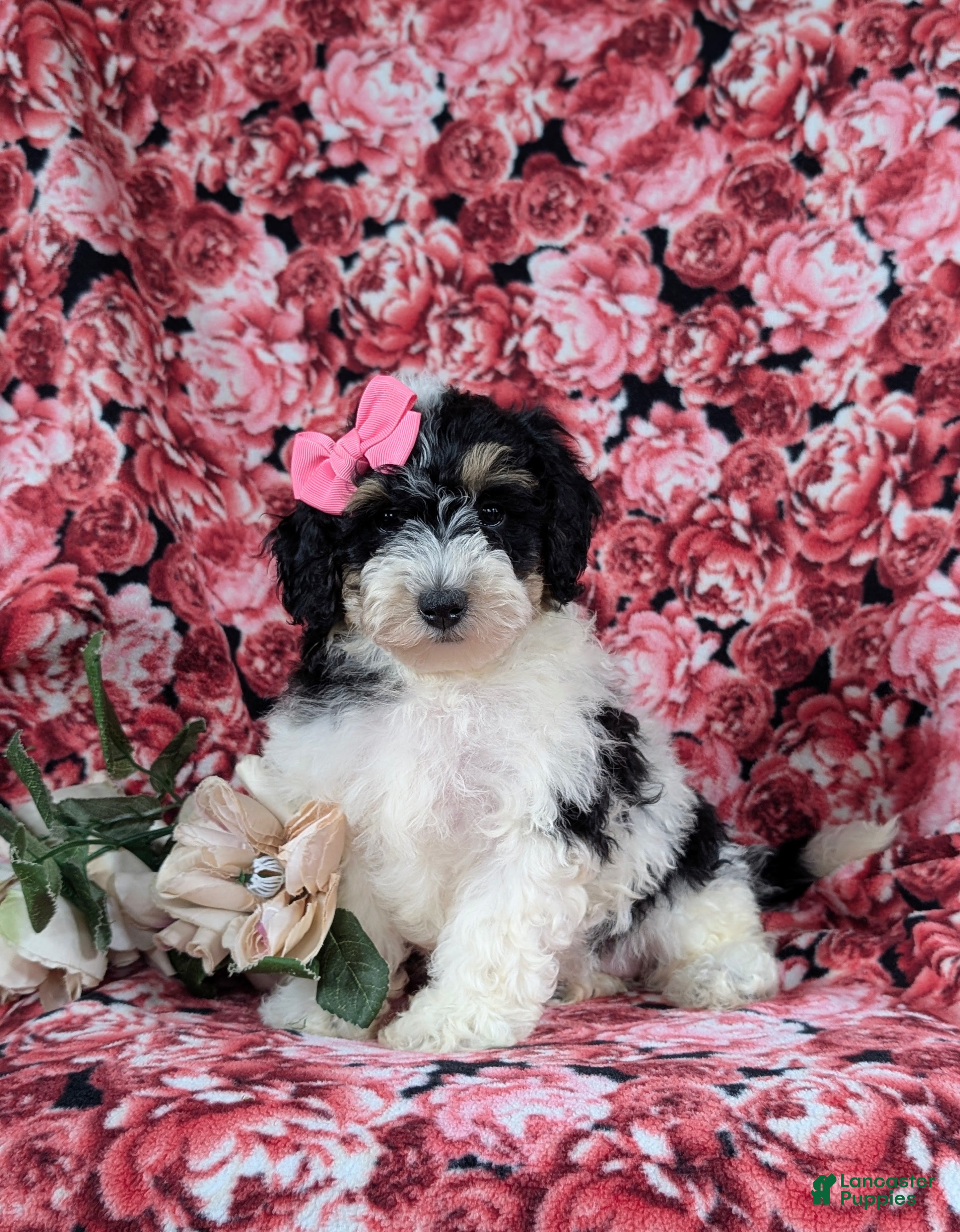 Bichpoo dogs Ginny - Ad 1