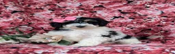Bichpoo dogs for sale: Ginny - Ad 1