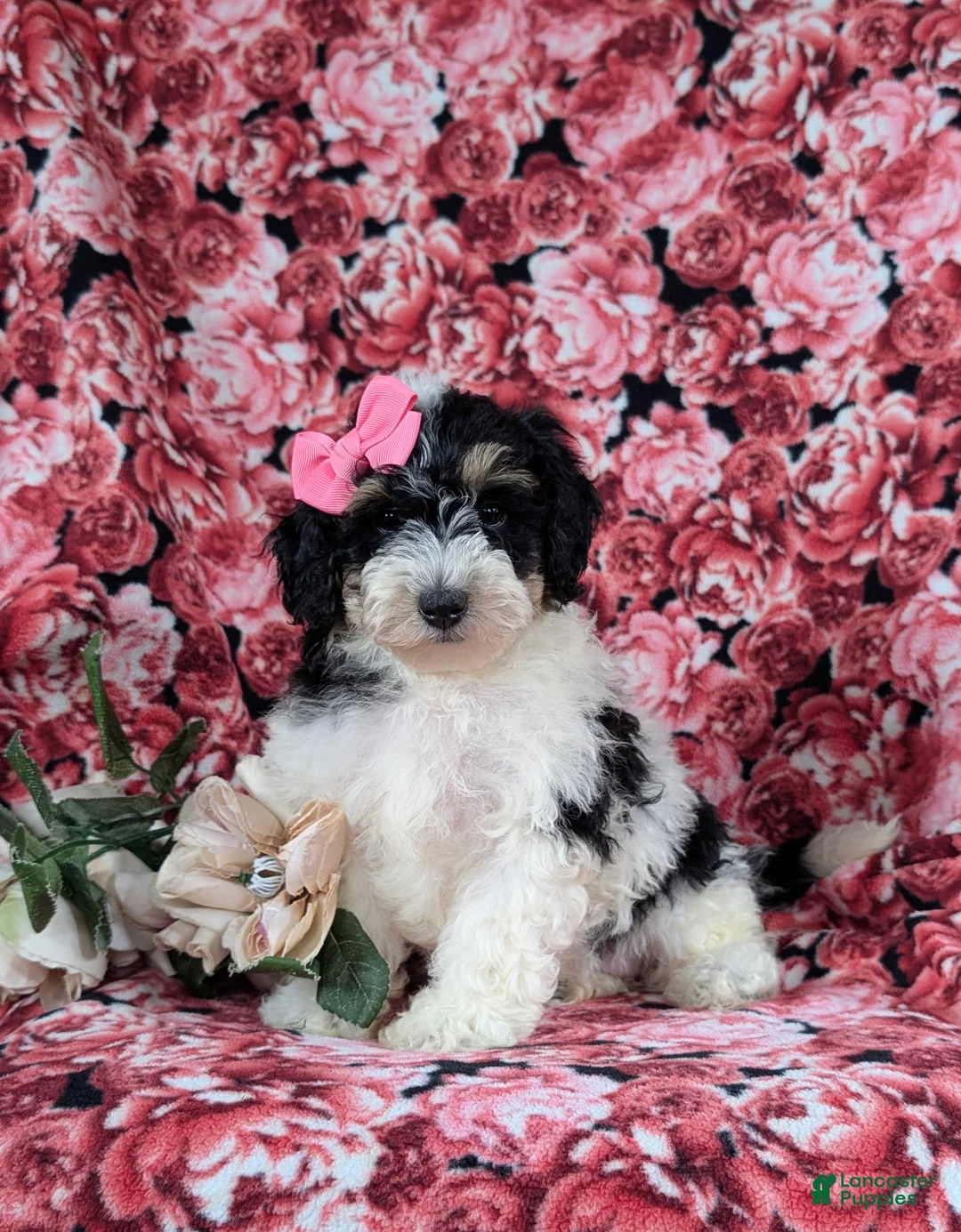 Bichpoo dogs for sale: Ginny - Ad 1