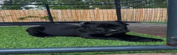 Cane Corso dogs for sale: Lotus  - Ad 3