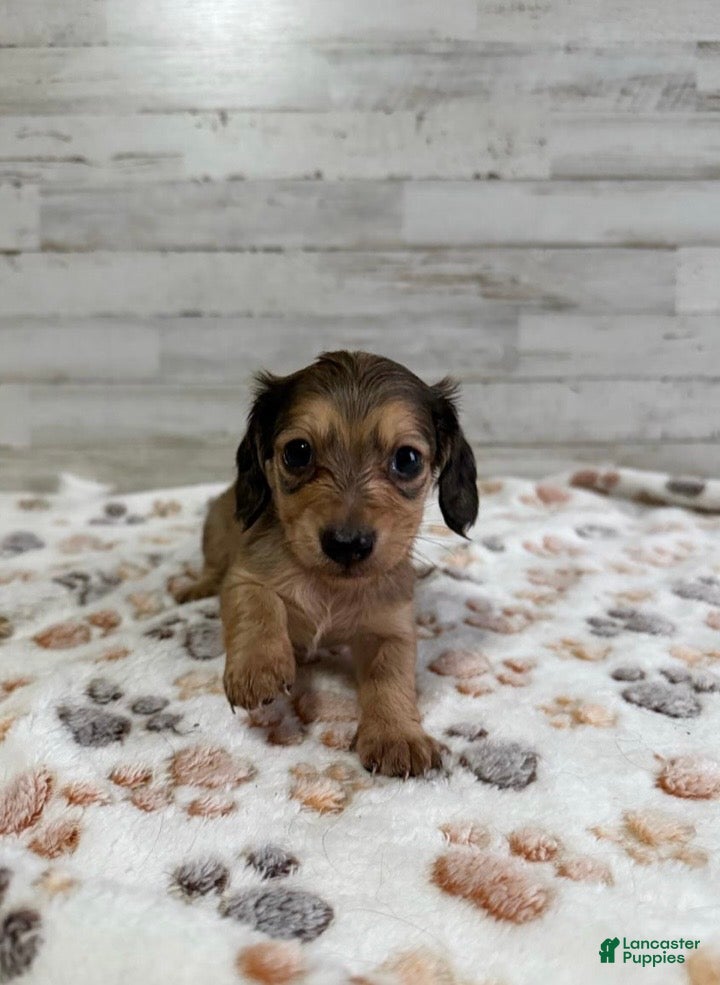 Dachshund dogs Autumn - Ad 34