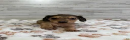 Dachshund dogs for sale: Autumn - Ad 1