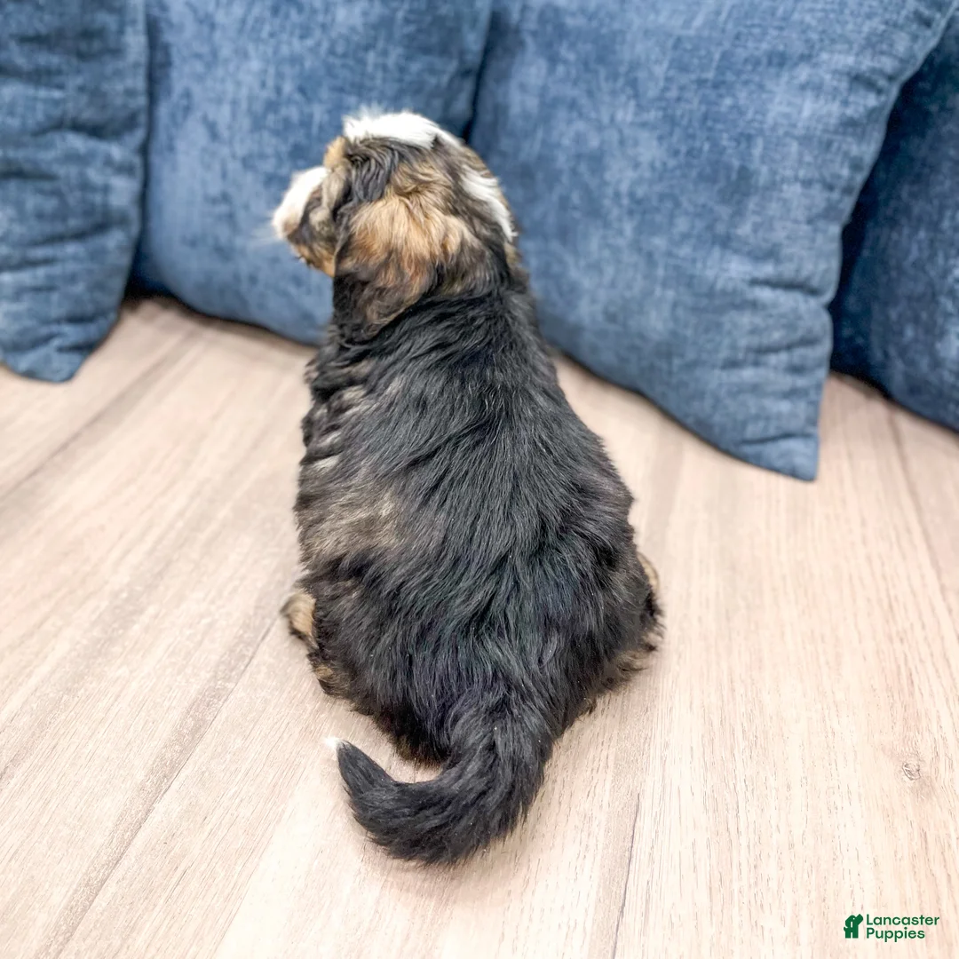 Mini Bernedoodle dogs for sale: Ace - Ad 5