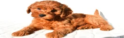 Mini Goldendoodle dogs for sale: Ellie - Ad 9