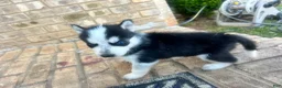 Siberian Husky dogs for sale: Missy - Ad 2