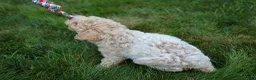 Bichpoo dogs for sale: 🐾 Olive 🐾 - Ad 18