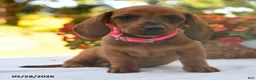 Dachshund dogs for sale: Gracie - Ad 4