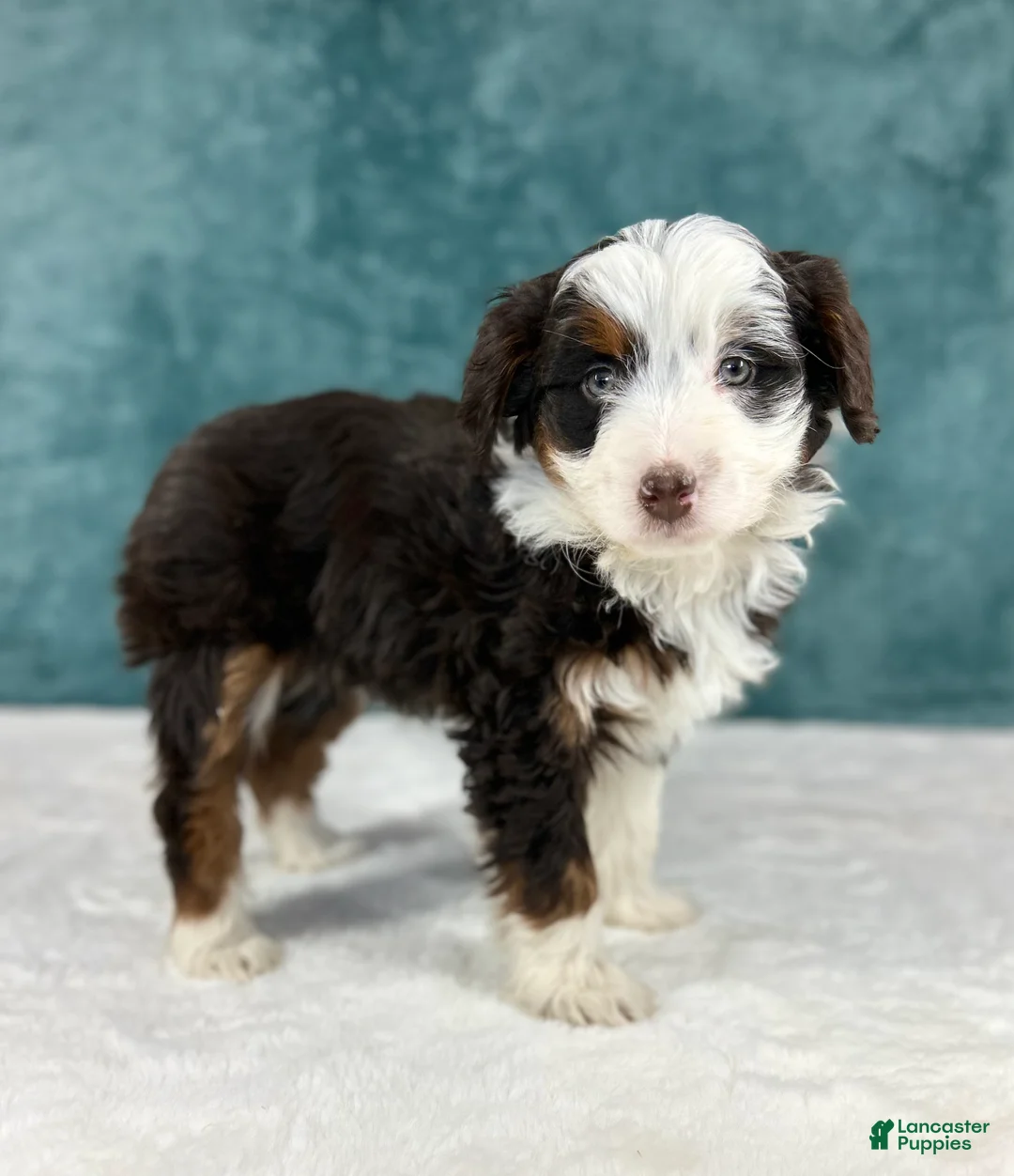 Aussiedoodle dogs for sale: Sophia - Ad 3