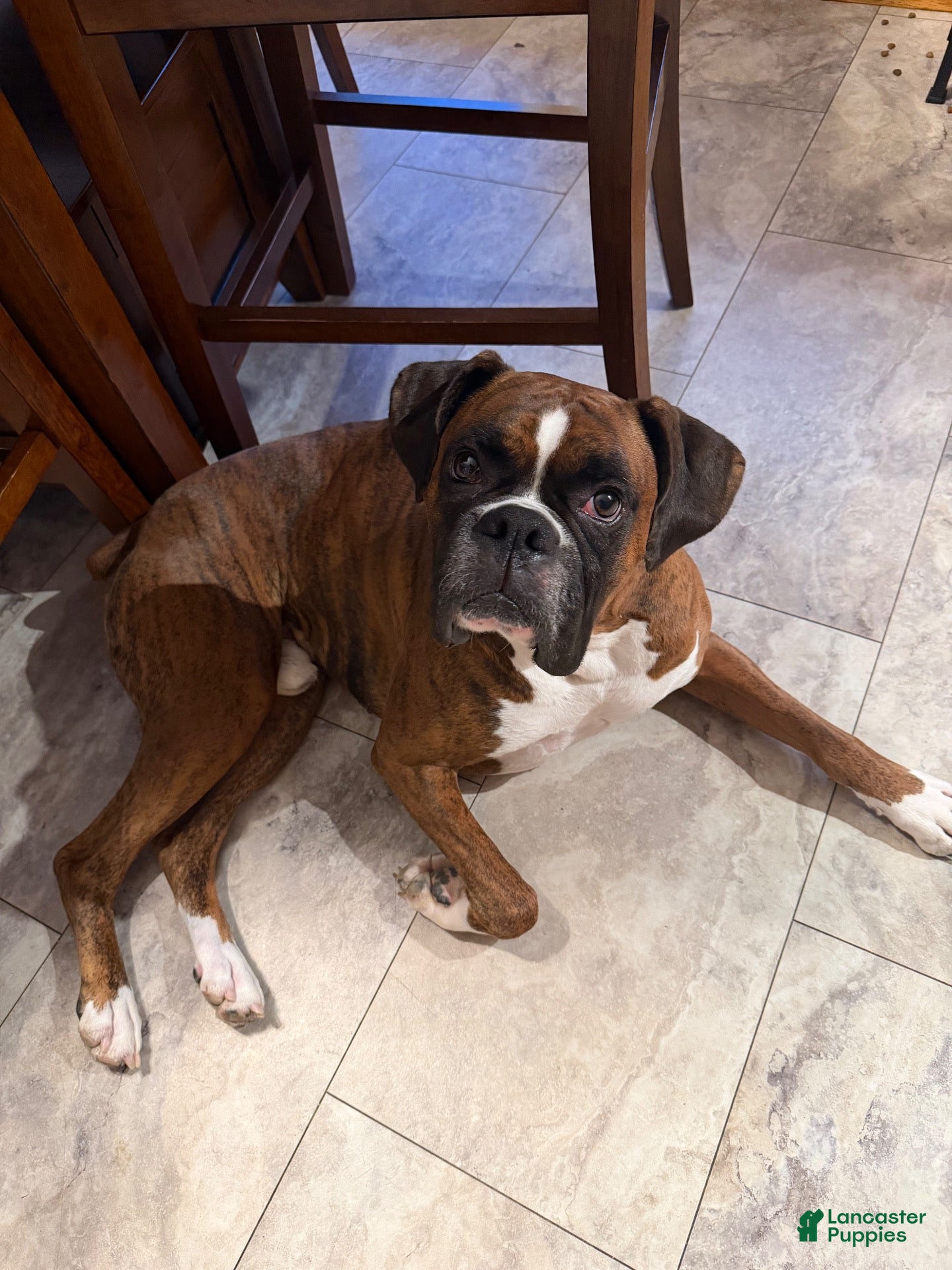 Boxer dogs for stud: Knuckles - Ad 1