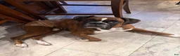 Boxer dogs for stud: Knuckles - Ad 1