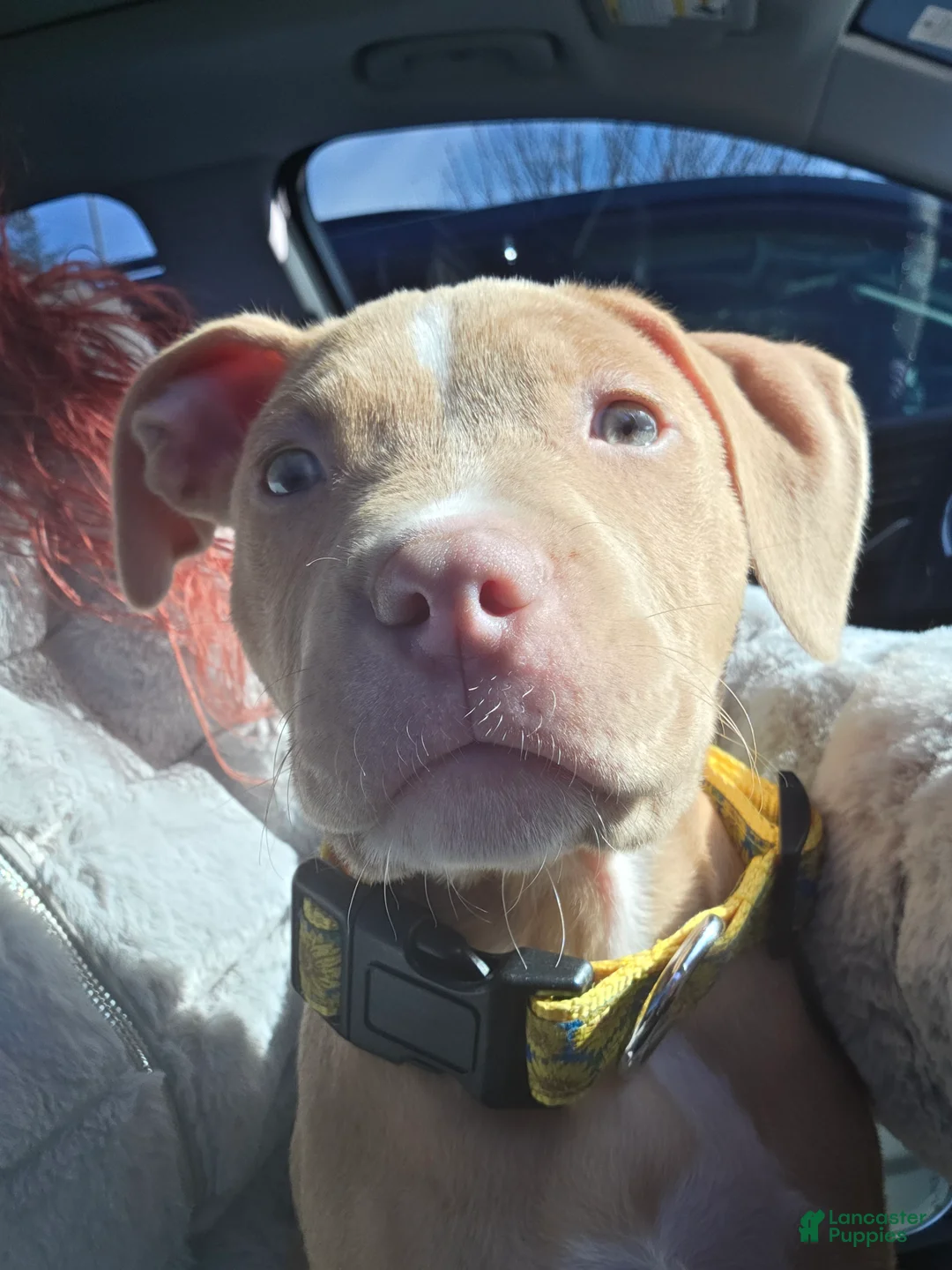 American Pit Bull Terrier dogs for sale: American Pit Bull Terrier Puppy 2 - Ad 3