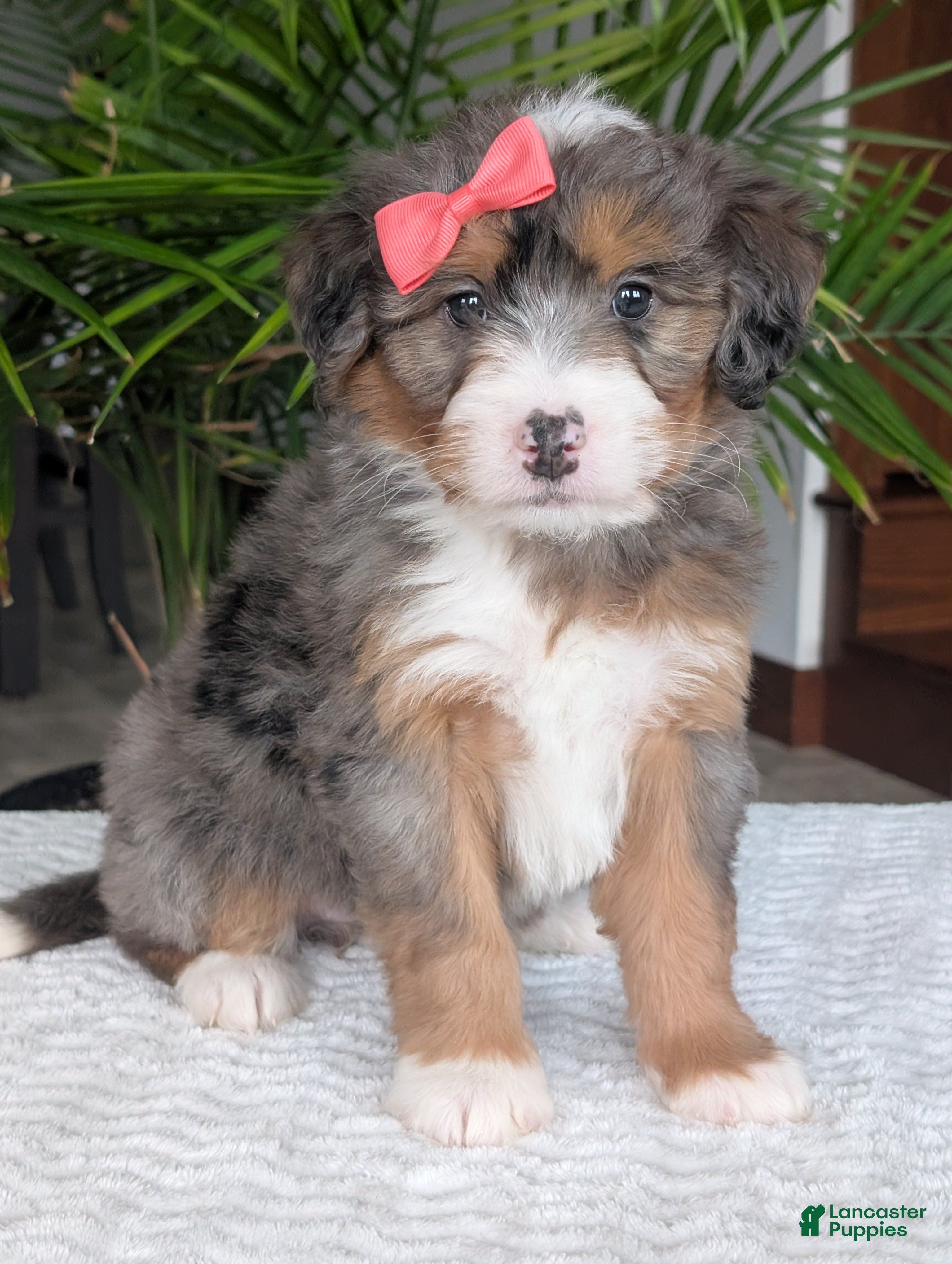 Mini Bernedoodle dogs Mini Poppy  - Ad 1