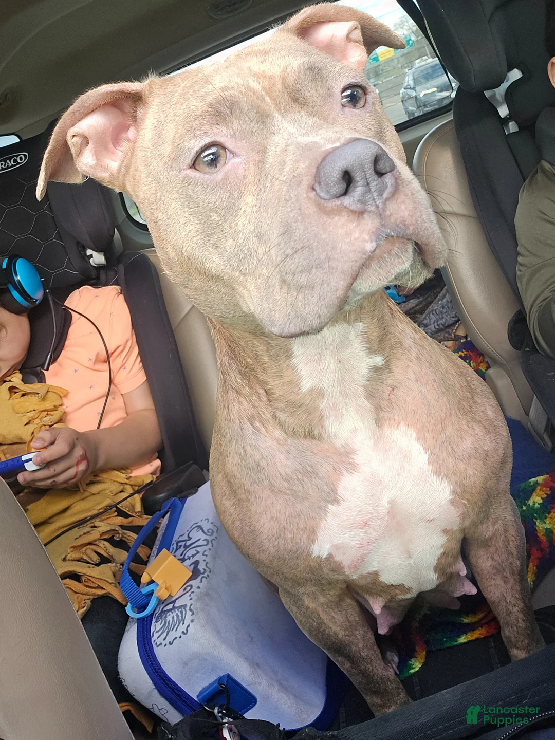 American Pit Bull Terrier dogs for sale: Tinkerbell - Ad 1
