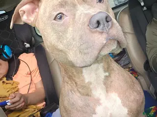 American Pit Bull Terrier dogs Tinkerbell - Ad 2