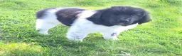 Newfoundland dogs for sale: Scarlett - Ad 1
