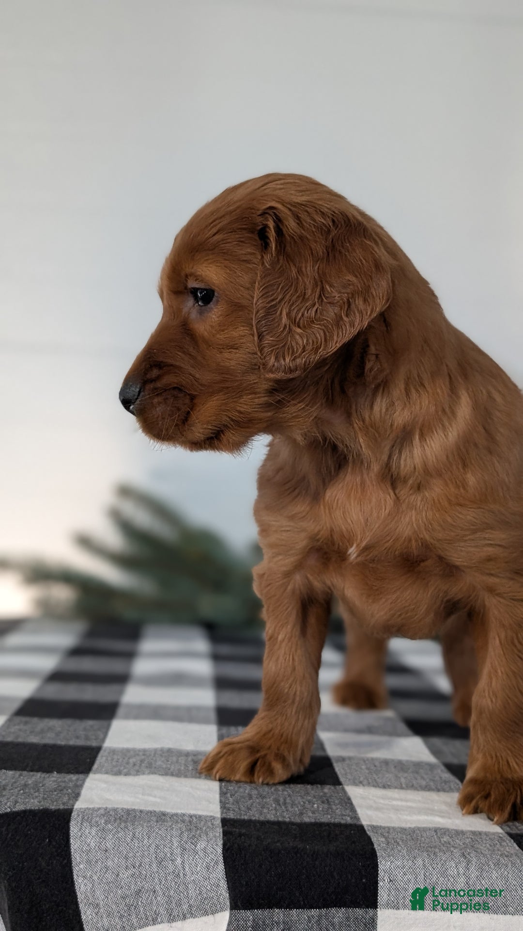 Irish Setter dogs for sale: Elmo - Ad 9