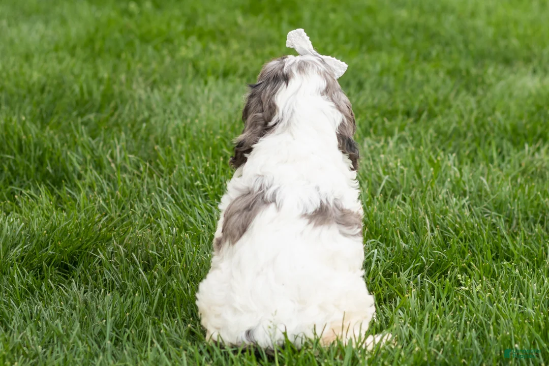 Cockapoo dogs for sale: Betty  - Ad 5
