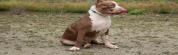 American Bully dogs for sale: Polaris - Ad 12