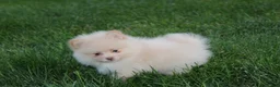 Pomeranian dogs for sale: Teddy  - Ad 17