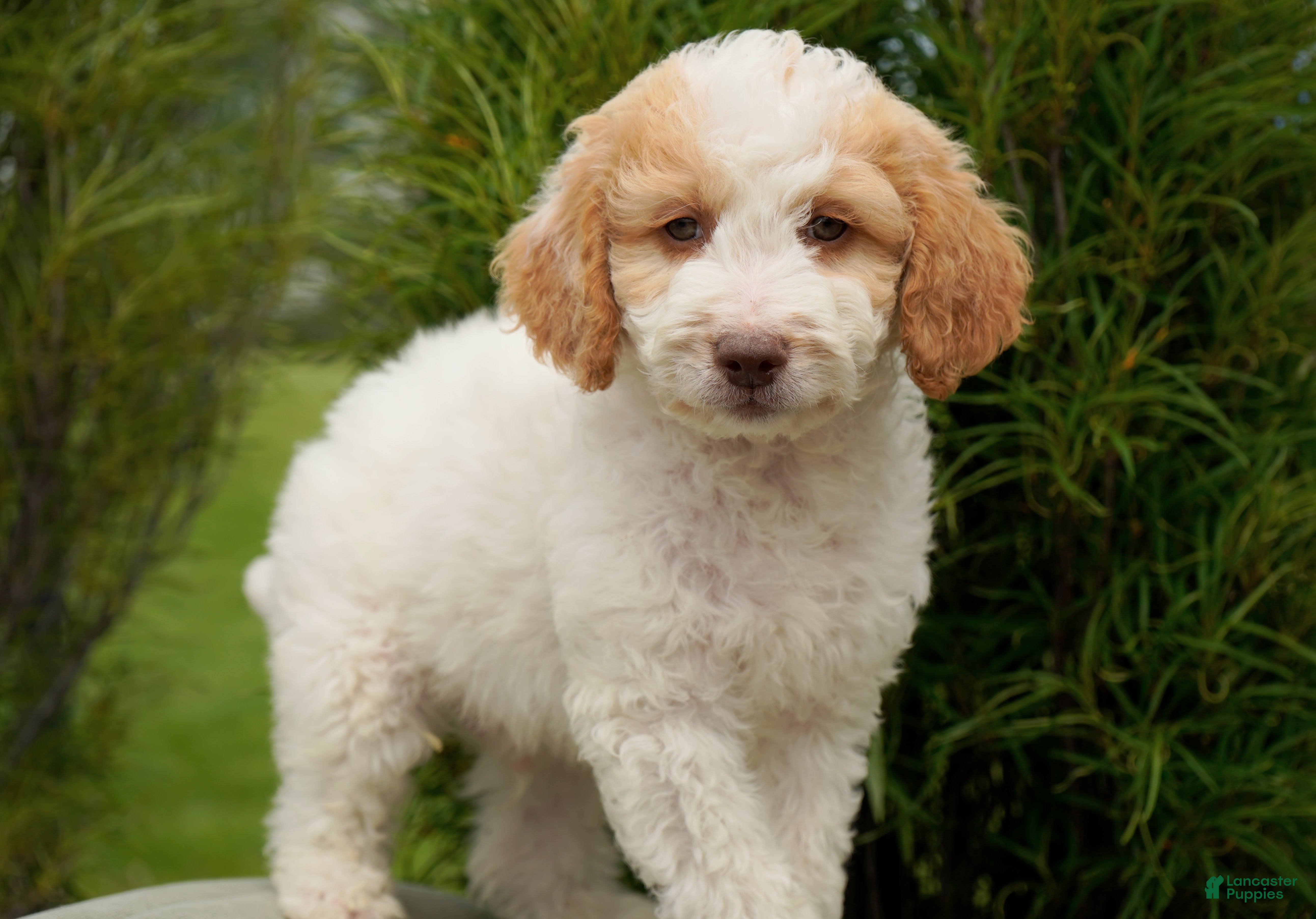 Goldendoodle dogs Merle Male - Ad 1