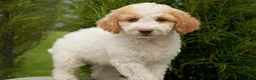 Goldendoodle dogs for sale: Merle Male - Ad 3