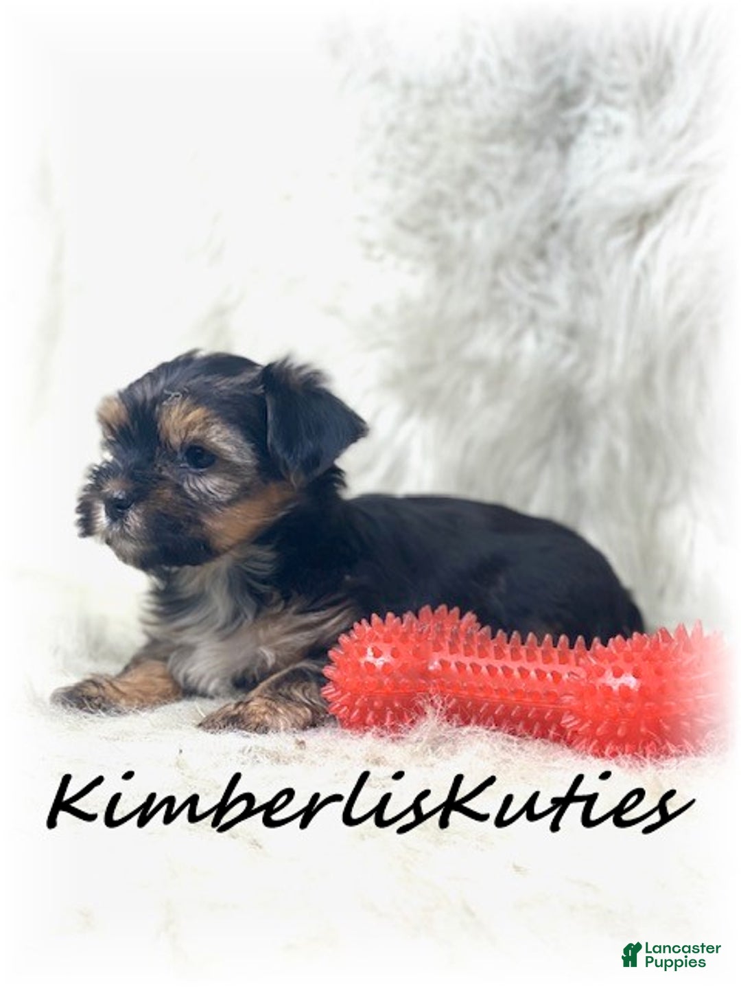 Morkie dogs for sale: Morkie Puppy 2 - Ad 2