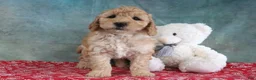 Mini Goldendoodle dogs for sale: Frankie - Ad 4