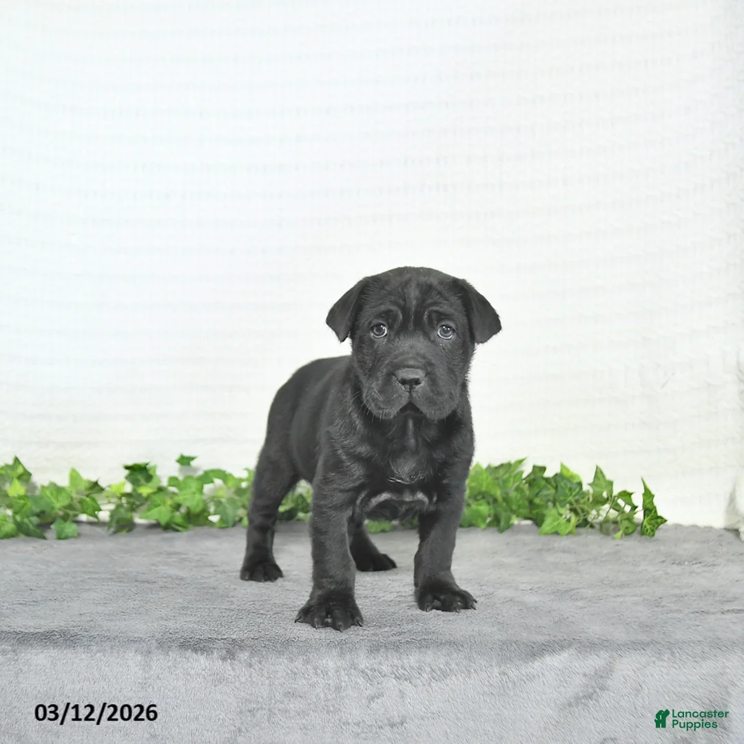 Mini Hippo dogs for sale: Cash - Ad 1