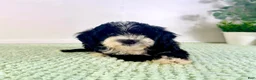 Bernedoodle dogs for sale: Freddy - Ad 7