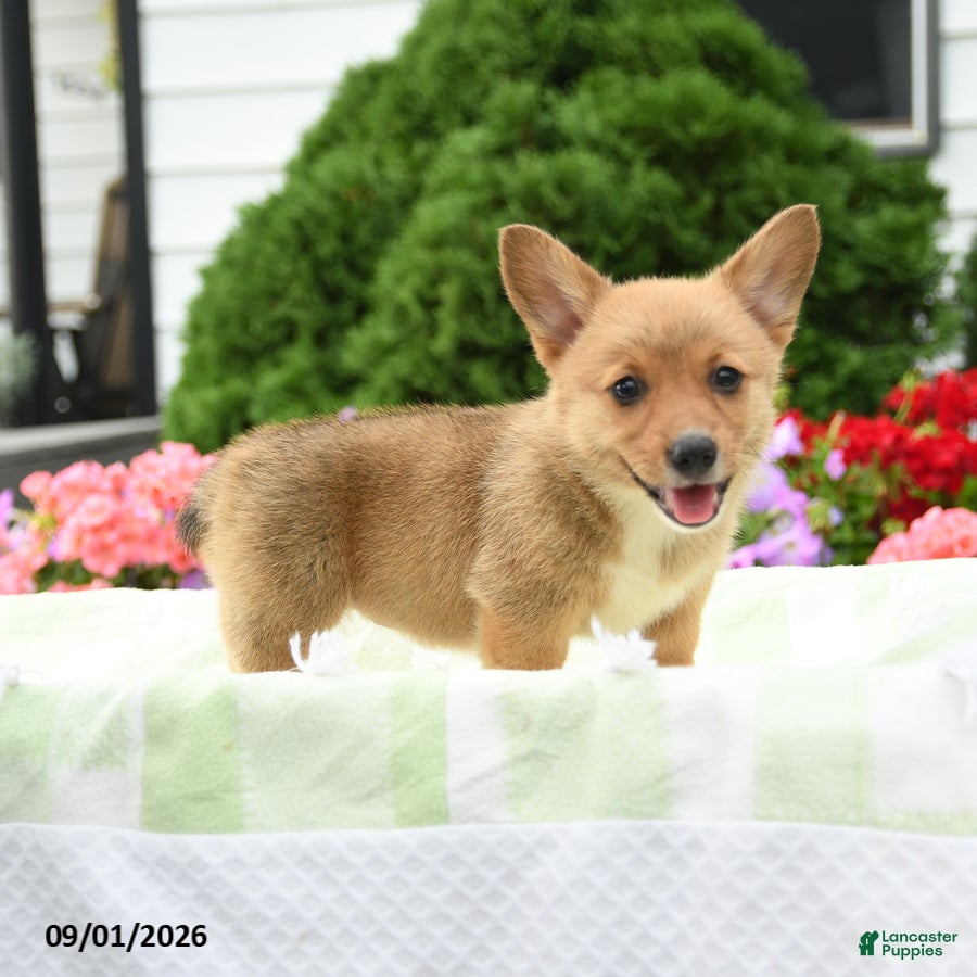 Welsh Corgi Pembroke dogs Lulu - Ad 2