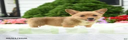 Welsh Corgi Pembroke dogs for sale: Lulu - Ad 2