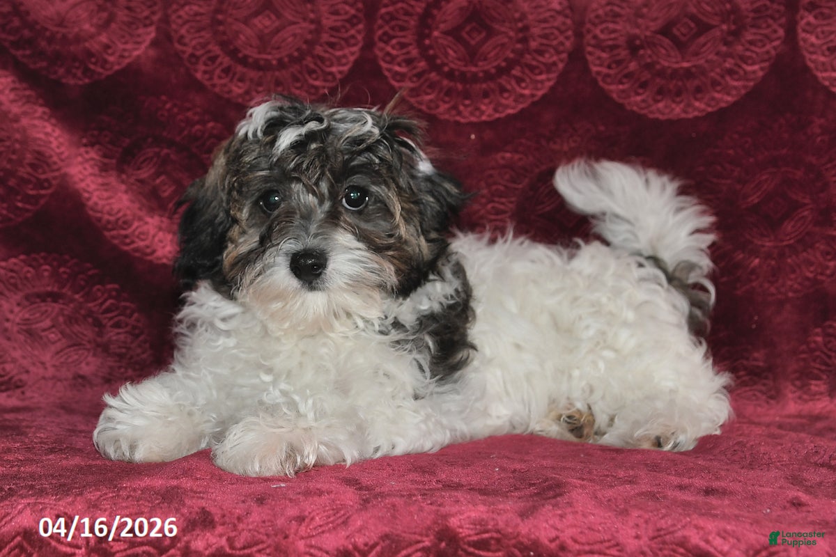 Maltipoo dogs Sparky - Ad 2