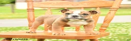 English Bulldog dogs for sale: Luna  - Ad 3
