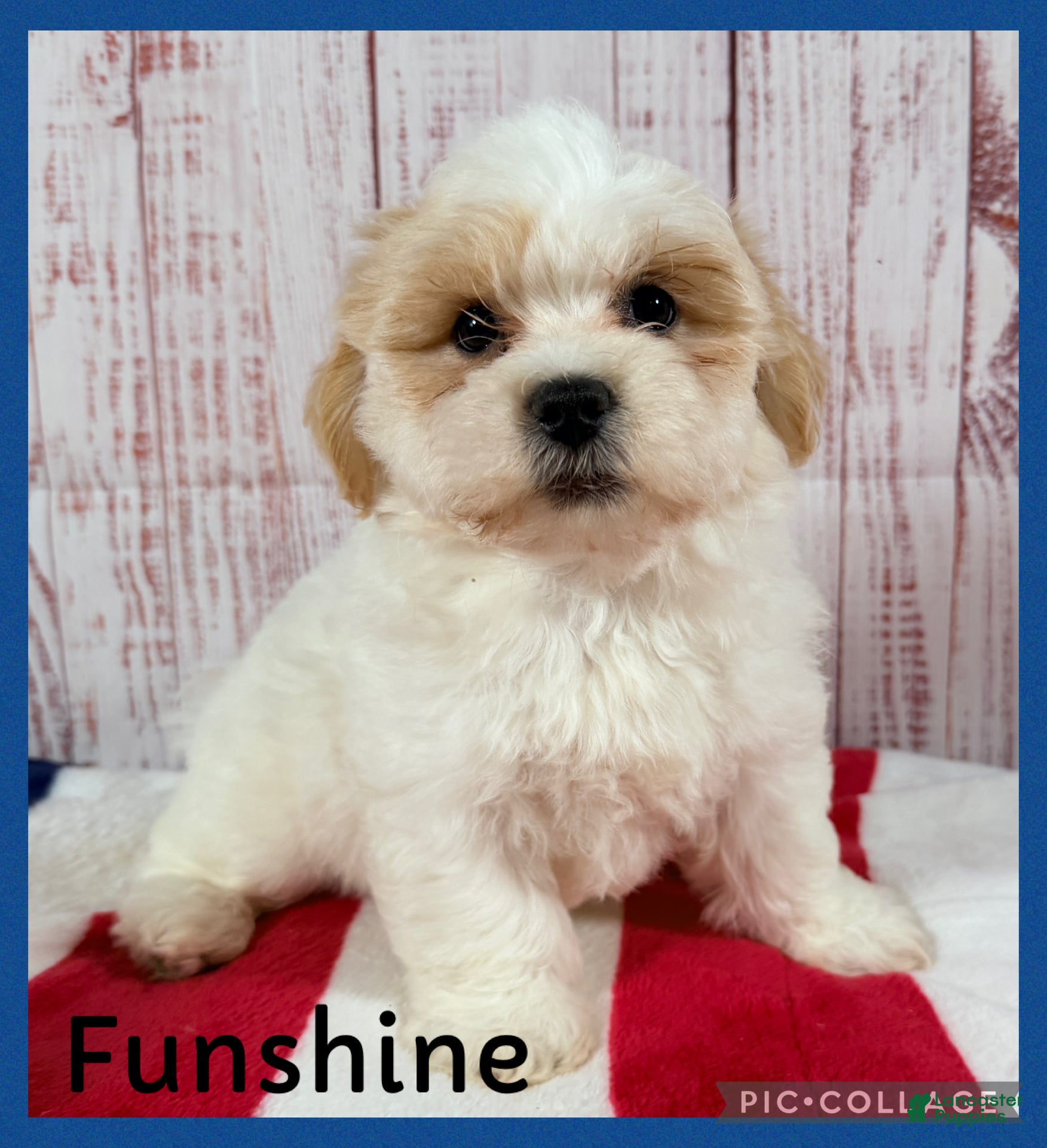 Teddy Bear dogs Funshine Bear - Ad 1