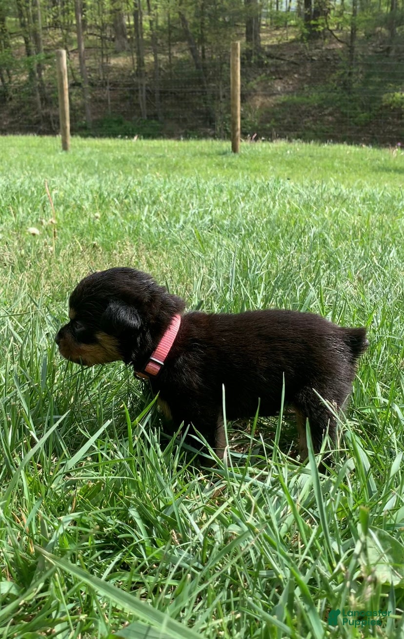 Rottweiler dogs Light Pink Female - Ad 9
