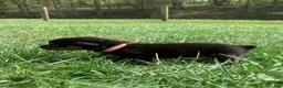 Rottweiler dogs for sale: Light Pink Female - Ad 1
