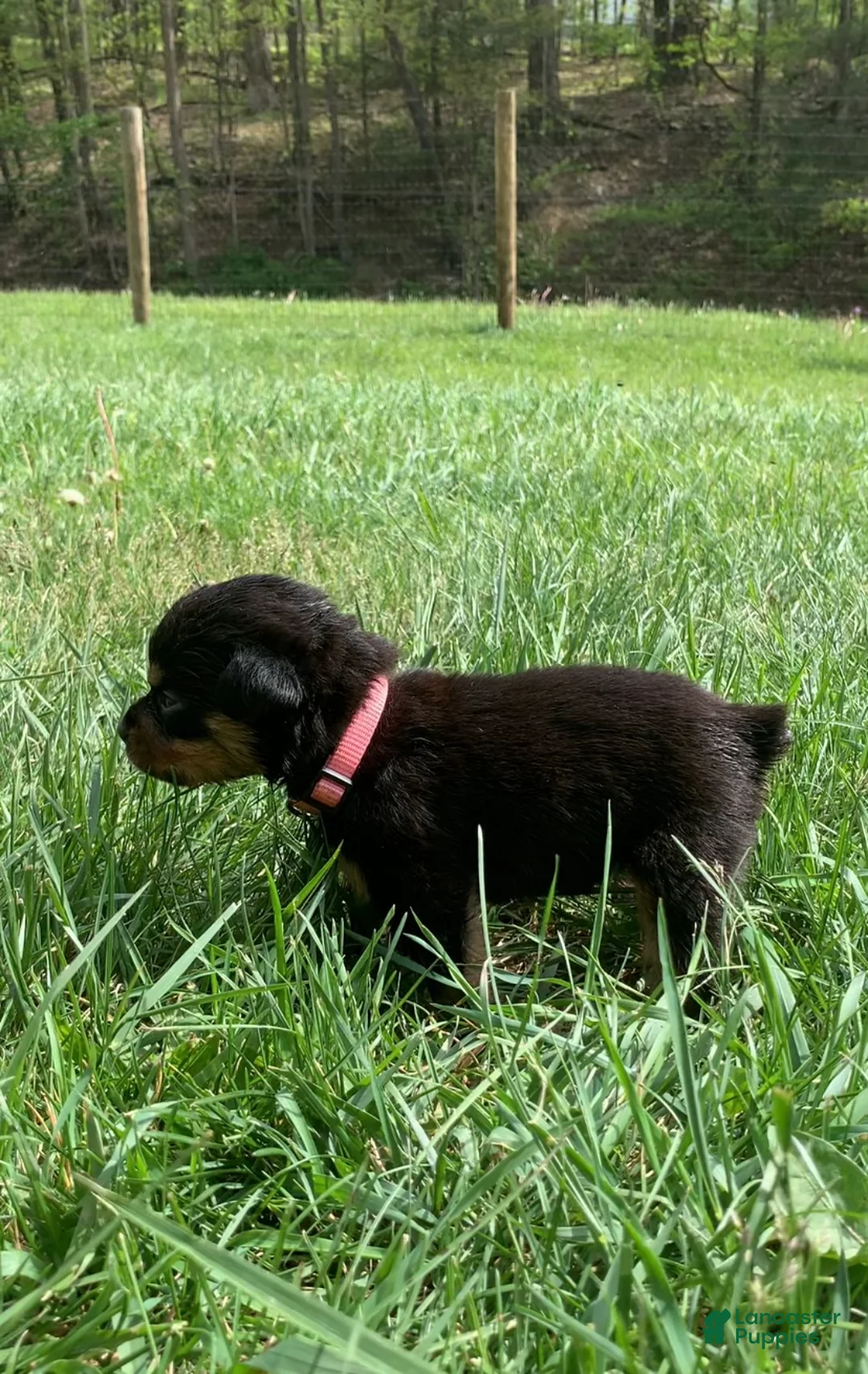 Rottweiler dogs for sale: Light Pink Female - Ad 1