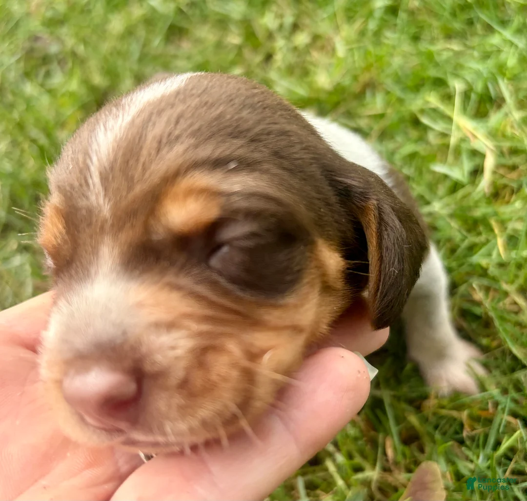 Beagle dogs for sale: Mr Green - Ad 1