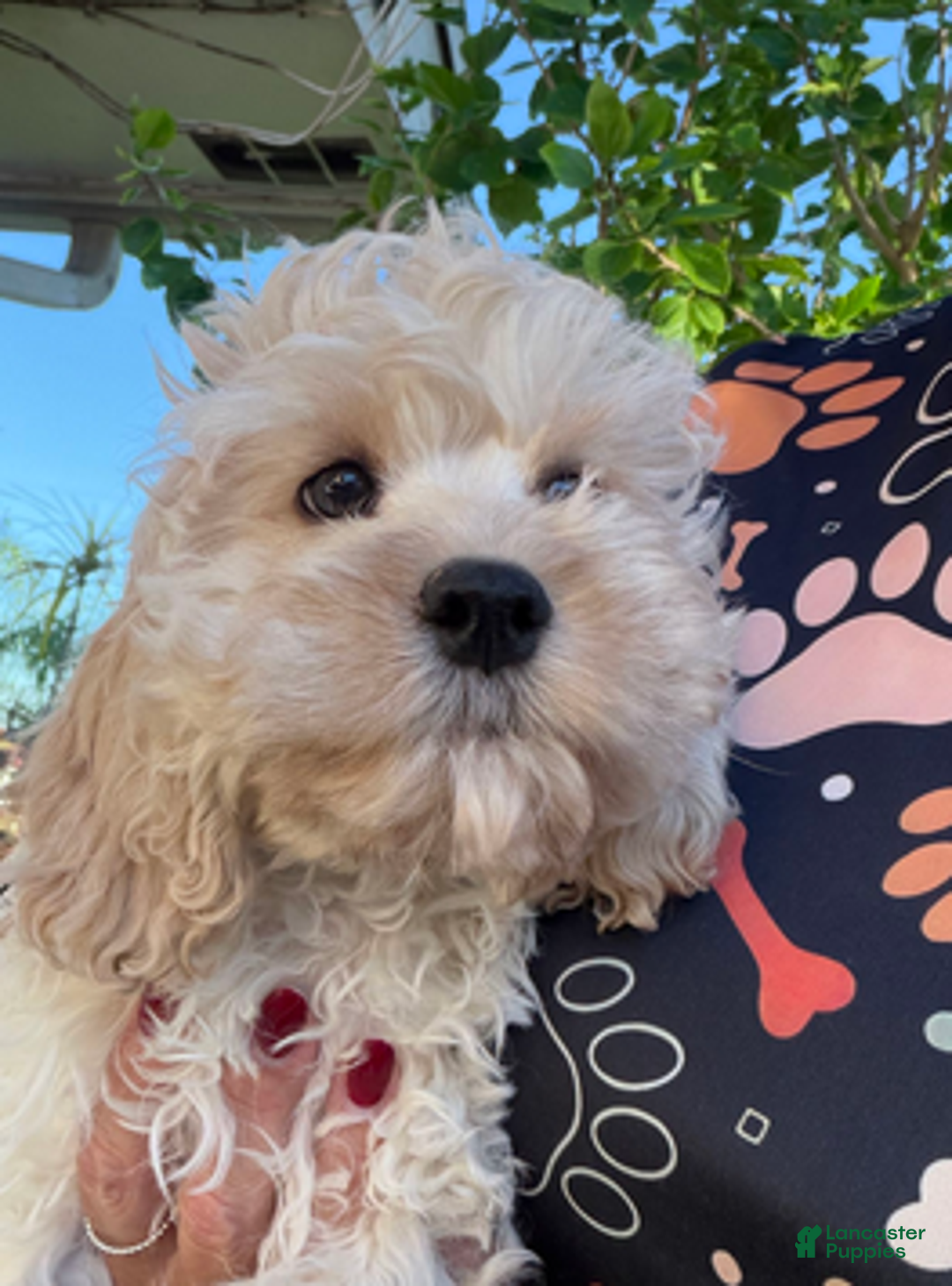 Cockapoo dogs for sale: Eevee Boy1 - Ad 3