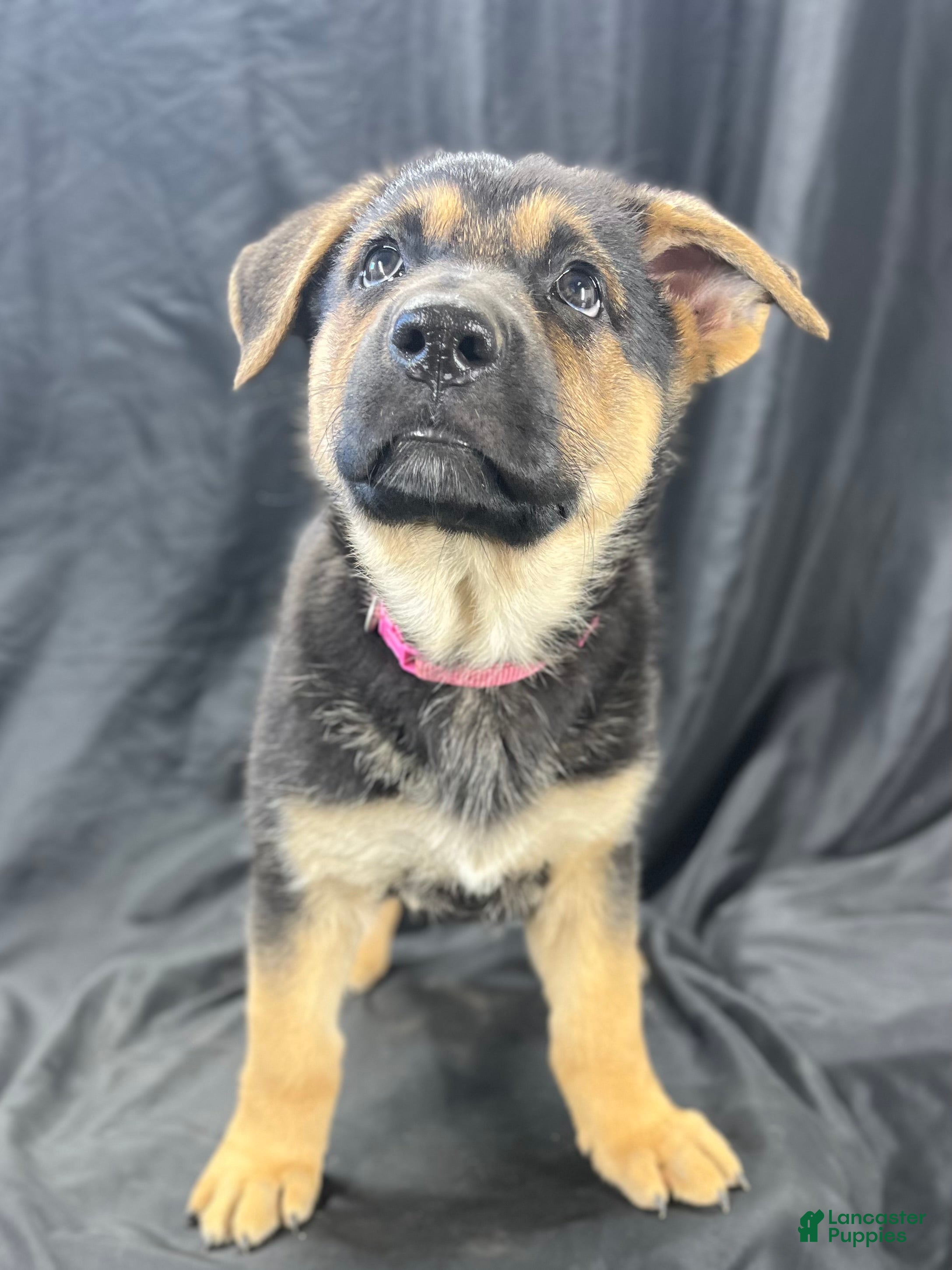German Shepherd dogs Rosie - Ad 1