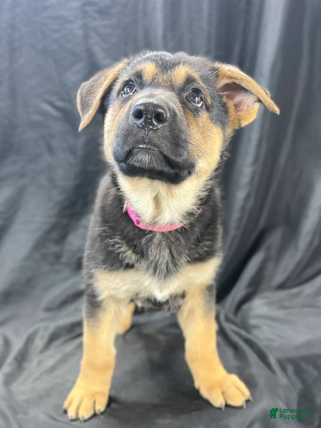 German Shepherd dogs for sale: Rosie - Ad 1